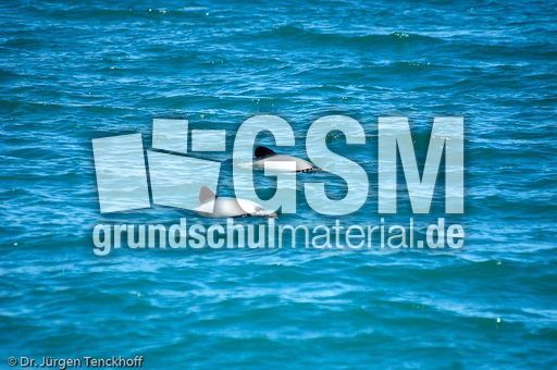 Hector-Delfin (1 von 15).jpg